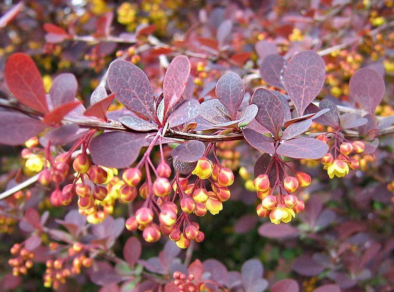 Декоративные кустарники с красными листьями – доступная экзотика